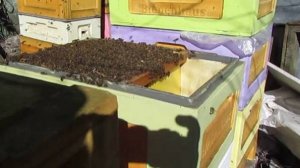 как перезимовали пчелы в малоформатном улье на рамке 285 х 230 и ячейке 5,4 мм , 3.04.2025