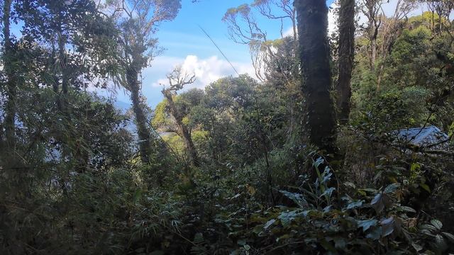 14 Cameron Highlands, Tanah Rata, Джунгли , Малайзия.