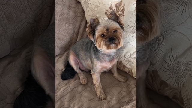 Наш любимчик Ёрик, он же Ёся ❤️