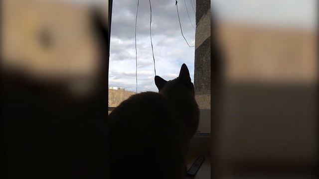 КОТ и ПТИЦА смотреть онлайн