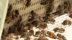 Республика Коми перешла на новую форму поддержки крестьянско-фермерских хозяйств