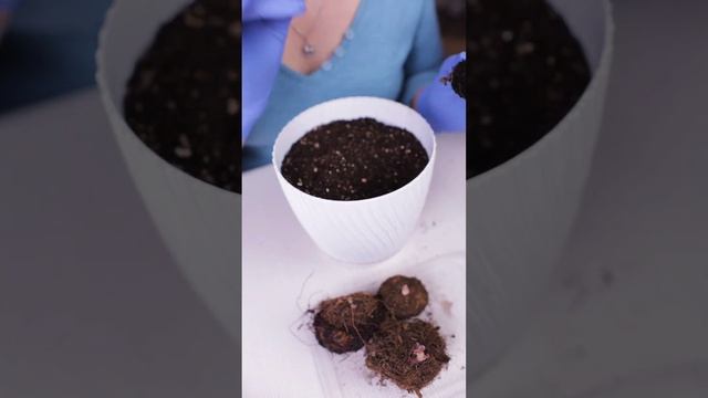 Вас ждет невероятно пышное цветение при такой посадке! Секреты проращивания бегоний и глоксиний