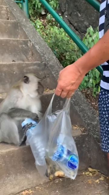Дождался обезьянку