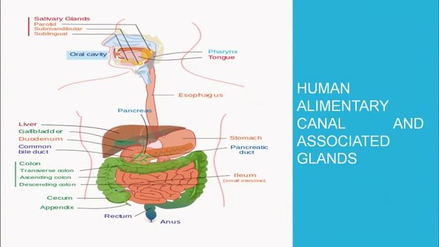 Lesson 13 Nutrition and Digestion Part 01 смотреть онлайн