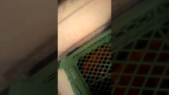 Какой инкубатор я сделала своими руками смотреть онлайн