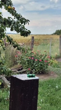 шашка Казака
