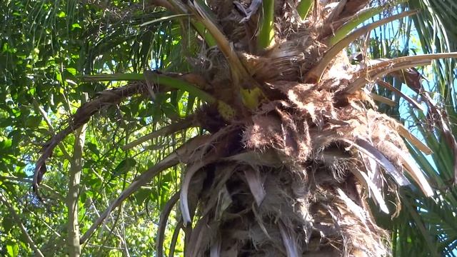 Brotogeris tirica e a Livistona chinensis. MAH02516 смотреть онлайн