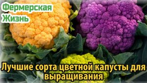 Лучшие сорта цветной капусты для выращивания