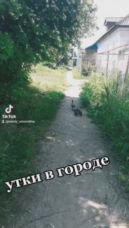 #shorts Дикая утка ведёт утят по нашей улице.