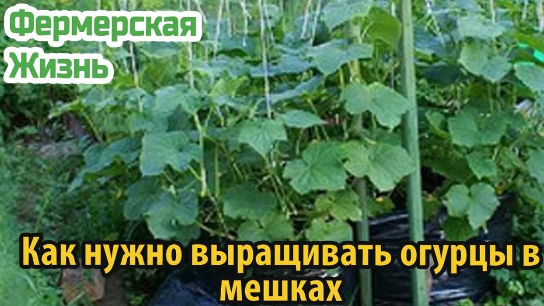 Как нужно выращивать огурцы в мешках