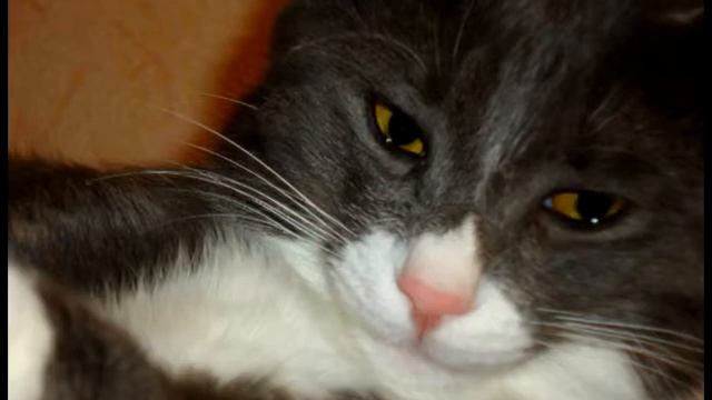 Кот по имени Космос !!! смотреть онлайн