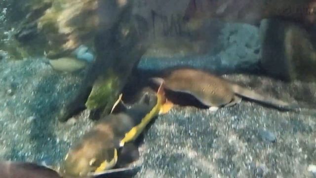 Океанариум город Адлер 2023. Шоу с русалкой... смотреть онлайн