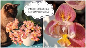 Phal. Oriental (Oranje) peloric 🌷 Цветение ароматного трилипса Оранж (Ориентал) Парфюмерная фабрика
