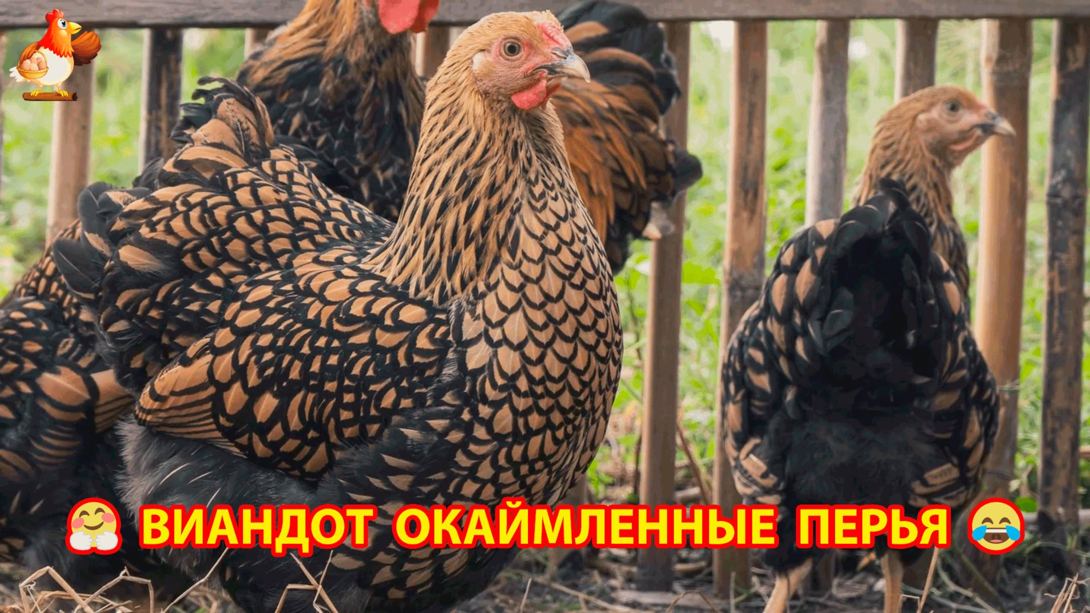 Виандот порода кур с самыми красивыми перьями с каемочкой ❣️🤗😂 смотреть онлайн