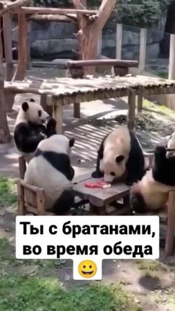 Ты с брата нами, на обеде