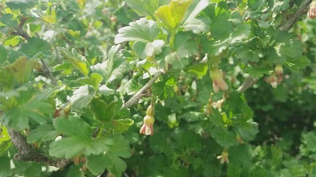 Выращивание крыжовника смотреть онлайн