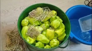 мой башкирский перец как он растет и как я его солю