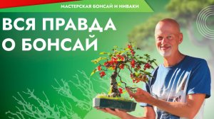 Вся правда о бонсай