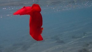 Два Испанских танцора.
Sheraton Soma Bay Resort 5.Красное море.Египет.Март 2025 с Лилия Драч.