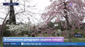 В Сочинском дендрарии зацвела сакура