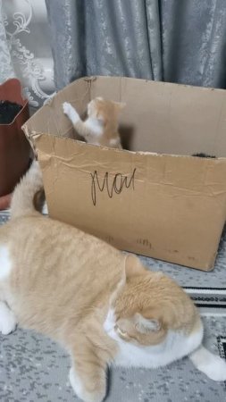 Котики