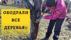 Даченька #67 Ободрали все деревья! Весенняя уборка!