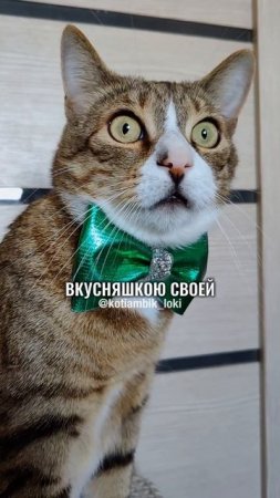 От вкусняшки станет мне светлей😺