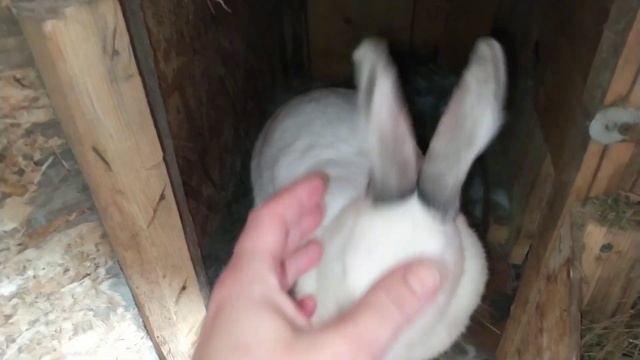 Признаки ложной беременности у кроликов.