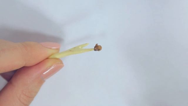 Miniature pine cone Christmas tree 🎄 Magic polymer clay tutorial for beginners