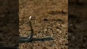 Реакция мангуста