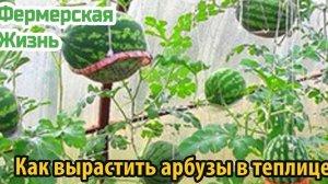 Как вырастить арбузы в теплице