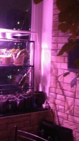 #кот охраняет рассаду#рассада на подоконнике#выращивание рассады#