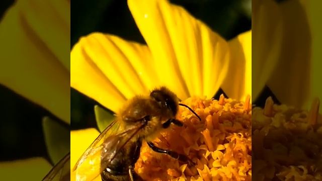 Нибиру и пчела собирает мед смотреть онлайн