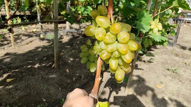 Прекрасный и вкуснейший виноград Монарх, он же Хризолит, сезона 2023 смотреть онлайн