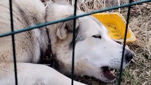 Весна в саду: новые посадки и наша Белла на страже границы!