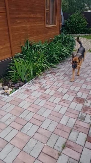 Прыжок овчарки смотреть онлайн