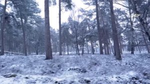 💥ТОП историй о встречах с медведем  🐻Хозяин тайги 🐻 Вещий сон