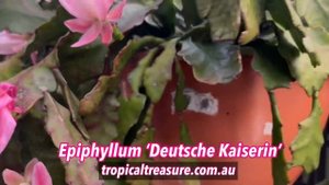 Epiphyllum ‘Deutsche Kaiserin’