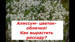 Алиссум: посев, пикировка рассады #овощи #полезные советы #рассада # пикировка #алиссум