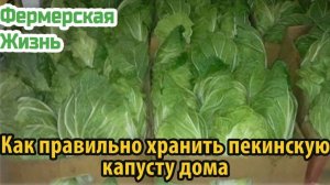Как правильно хранить пекинскую капусту дома