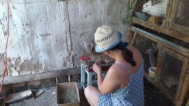 Жара. Спасение крольчат.