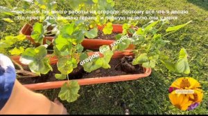 Как обрезать геранью осенью, а что делать с ней весной? Черенковать или обрезать?