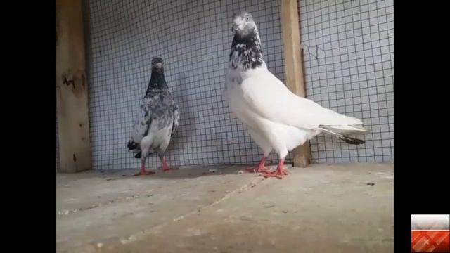 VisitedTop Quality High Flying Pigeons setup Firozpure Zira Teddy Breeder Pair Setup in sabtain Bha