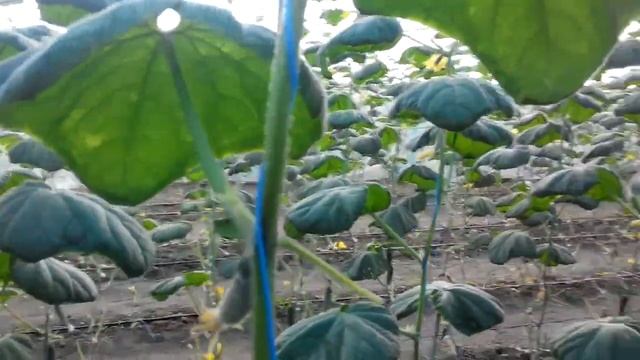 Туманобразователь в работе. смотреть онлайн