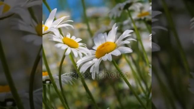 Ромашковое поле...☀️🌼☀️🌼☀️🌼☀️🌼☀️🌼☀️ смотреть онлайн