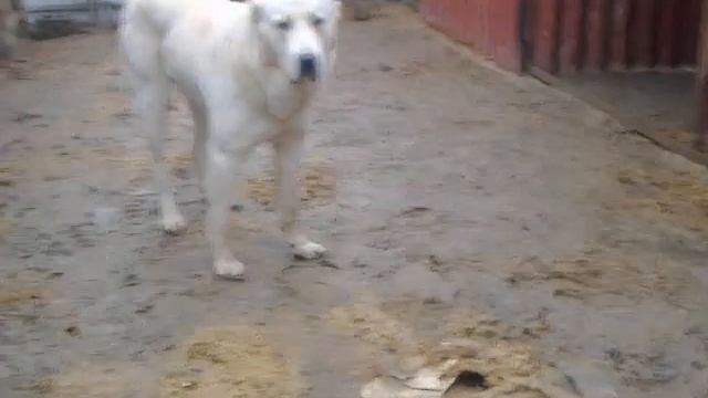 Возрождение питомника смотреть онлайн