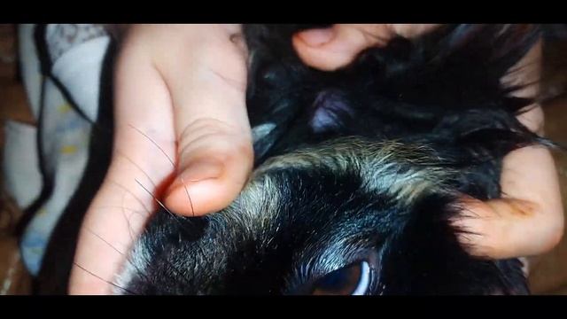 ЖУЖУ- НАРЫВ НА ШЕЕ😱 смотреть онлайн