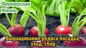 Выращивание редиса посадка, уход, сбор