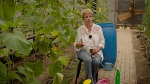 Вянут листья у огурца! Причины и меры по спасению.