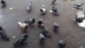 УЖАС!! Голуби напали на девочку  birds attacked the girl.